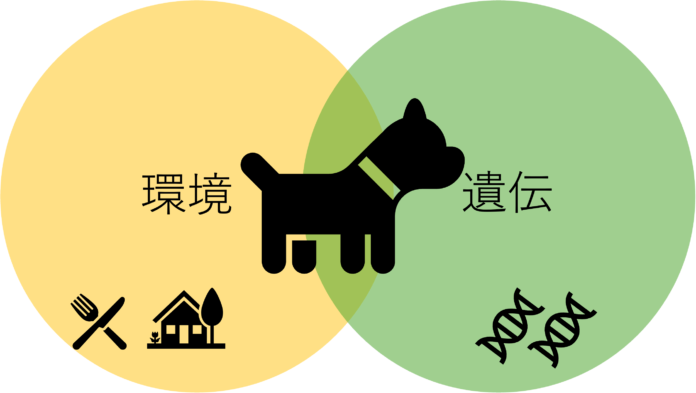 小型犬の性格と遺伝の関係の一端が明らかにのメイン画像