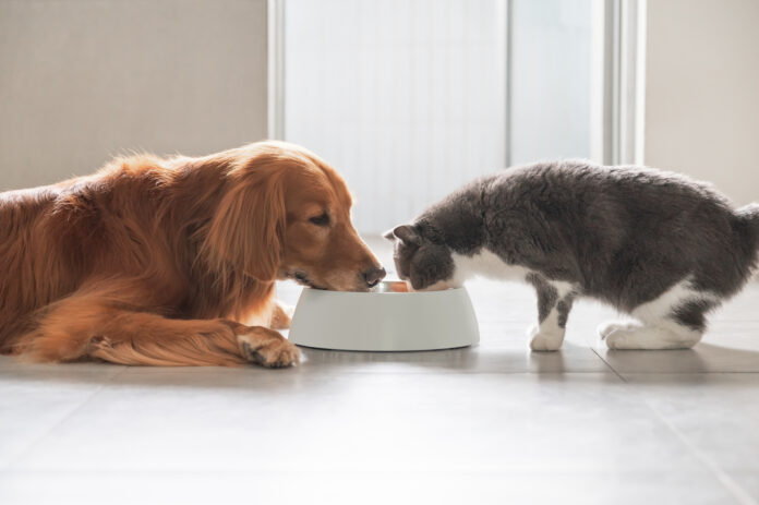 【食から叶える健康と美】株式会社ハートランドから犬猫用食品ブランド「HAB from」が誕生します！のメイン画像