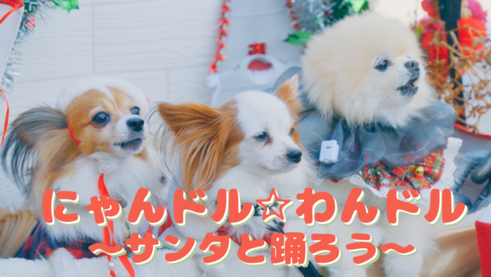 わんにゃん40匹がキュートにダンス！PRやペット支援事業を行う株式会社8-P、「にゃんドル☆わんドル」夢のミュージックビデオ誕生のメイン画像