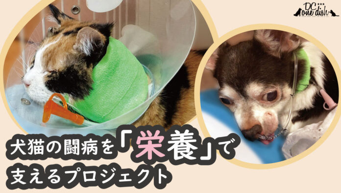 犬と猫の命をつなぐ流動食「チアフル」、クラウドファンディングにて資金調達開始のメイン画像