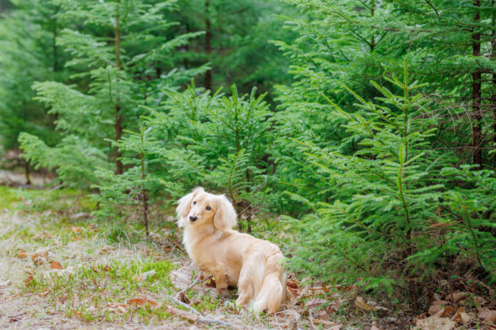 愛犬の皮膚トラブルに薬以外の選択肢を！人とペットのサクセスフルエイジングを目指す『Puli香』、クラウドファンディングに挑戦のメイン画像