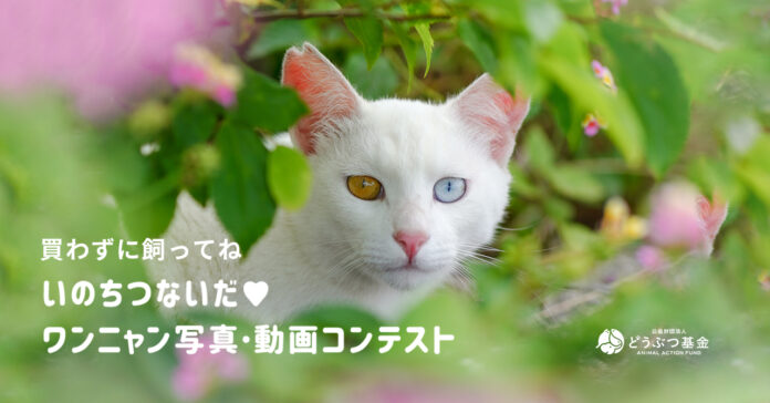猫写真家・沖昌之氏が審査員に参加！今年もやります「いのちつないだワンニャン写真動画コンテスト」のメイン画像