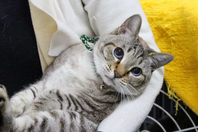 動物保護プロジェクト「わんにゃんプロジェクト」にて寄付品を贈呈のメイン画像