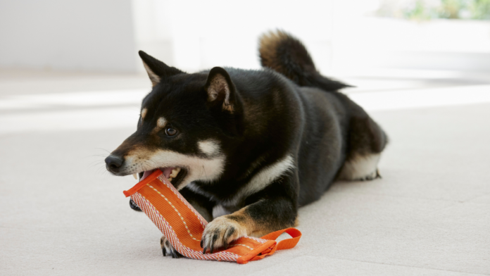 環境に優しい犬用おもちゃ開発。消防ホースを再利用+リサイクルペットボトルを使用したエコな犬用おもちゃ「消防ホースのパキパキおもちゃ」4月17日に発売!のメイン画像