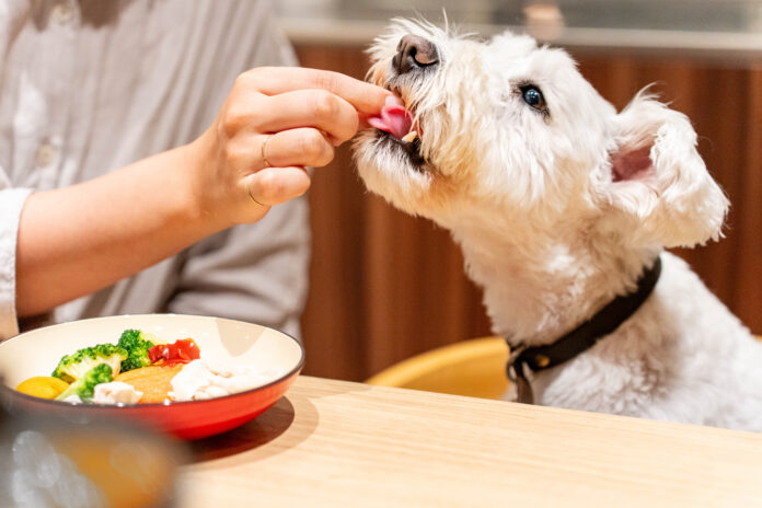犬と泊まれる宿泊予約サイト「いぬやど -inuyado-」、広告サービス「いぬやどAD」を本格スタートのメイン画像